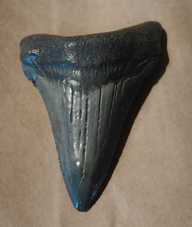 Diente de tiburón fósil Megalodon 2 y 1/4 pulgadas