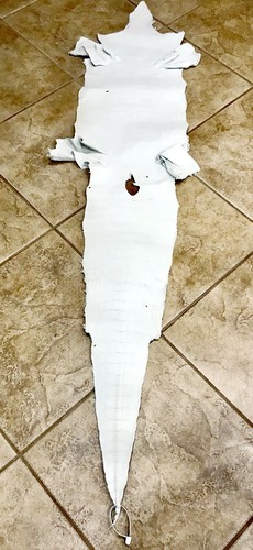 American Alligator Hide 5' CRUST 38 cm WHOLE Real Genuine 0511-G4