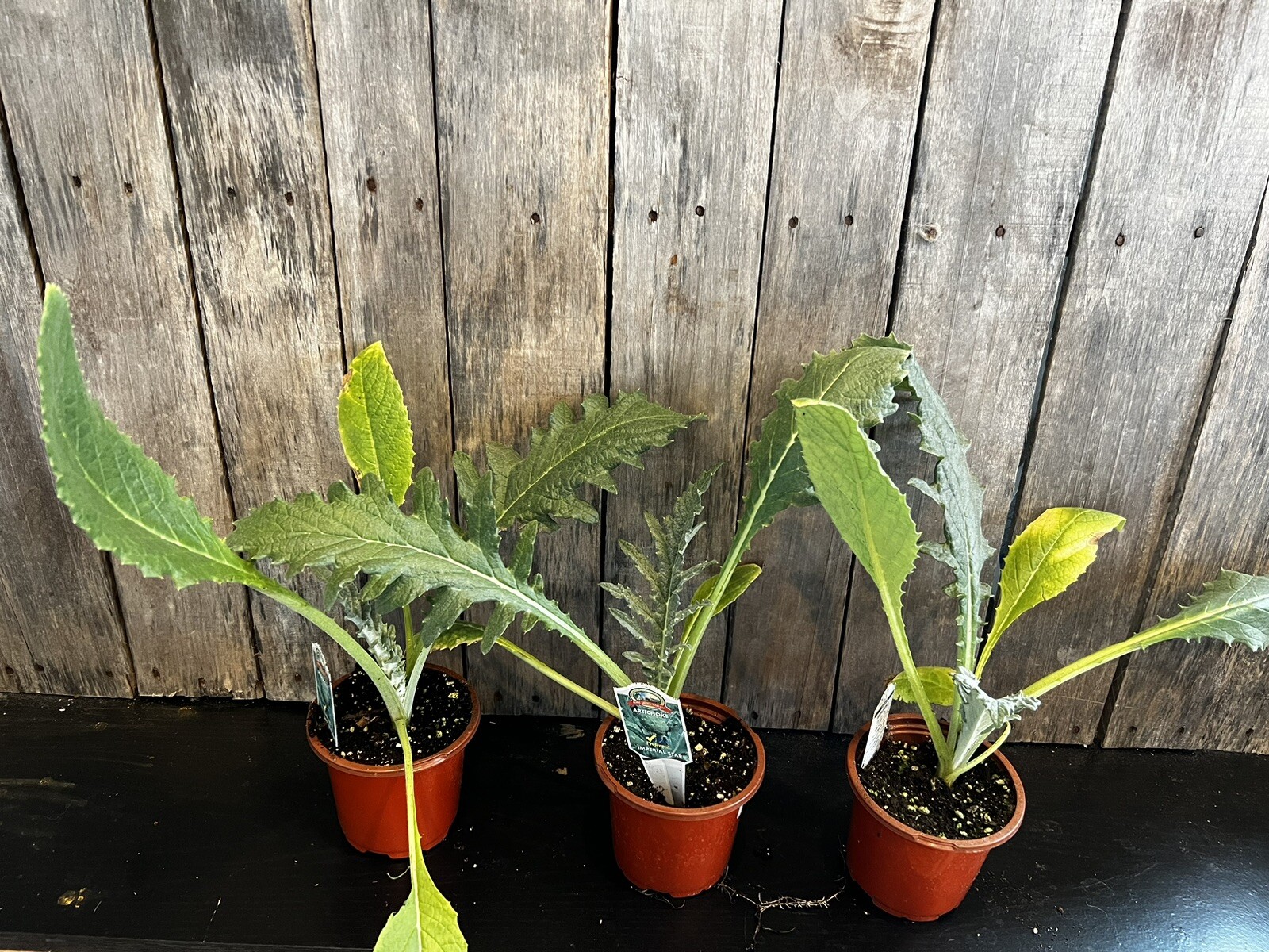 2 LIVE Artichoke Plants, FREE Shipping eBay