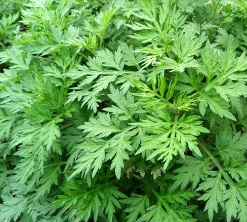 MUGWORT SEEDS 500+ Perennial HERB garden PLANTS ARTEMISIA VULGARIA FREE SHIPPING