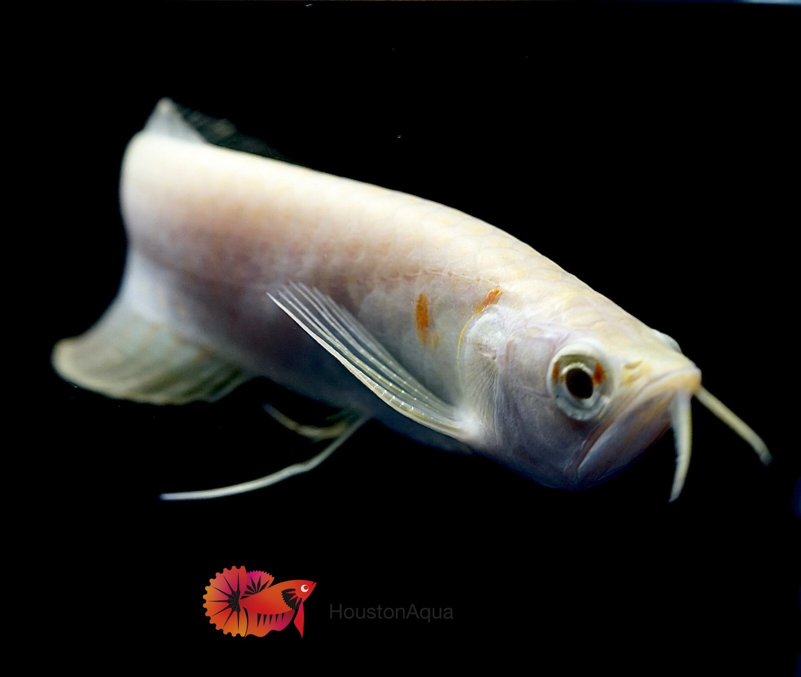 Albino Arowana - Live Dragon Lucky Fish - High Quality Premium Grade Size  4.5-5" | eBay