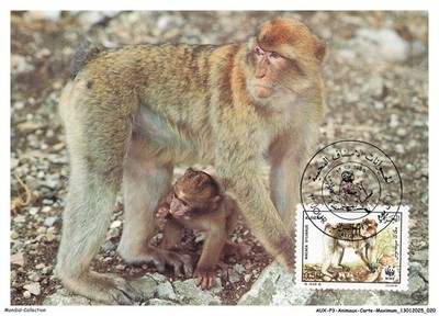 AUXP3-0127-ANIMAUX-CARTE-MAXIMUM - Barbary Makak