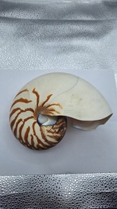 GIANT NATURAL CHAMBERED NAUTILUS POMPILIUS TIGER STRIPED SEASHELL
