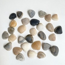 30 Scallop Seashells Natural Beach Shells For Crafts Decor Art Project 1 inch