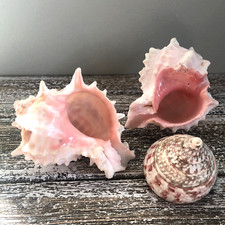 2 Pink Murex Phyllonontus Shells & One Strawberry Trochus Shell Beach Sea Ocean