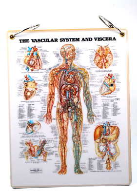 Five Illustrated 1947 Peter Bachin Human Anatomy Vintage Flip