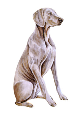 Weimaraner Magnet - Weimaraner - Weimaraner Hunde - P32J