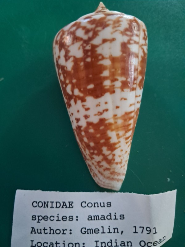 Conus amadis 68 mm Lovely Markings Virtually Gem Private Collection