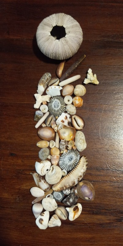 lot of HAWAIIAN SEA SHELLS and shell FRAGMENTS