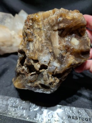 Petrified Wood w/ Twigs Specimen Natural Form (4lbs 4oz) 