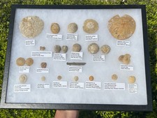 Echinoid Fossil Sea Urchin HUGE COLLECTION Labeled Sand Dollars Lot Display Case