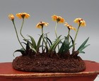 OOAK Delicate Paper Daisy Garden Flowers in Bed AC Dollhouse Miniature 1:12 — photo 3