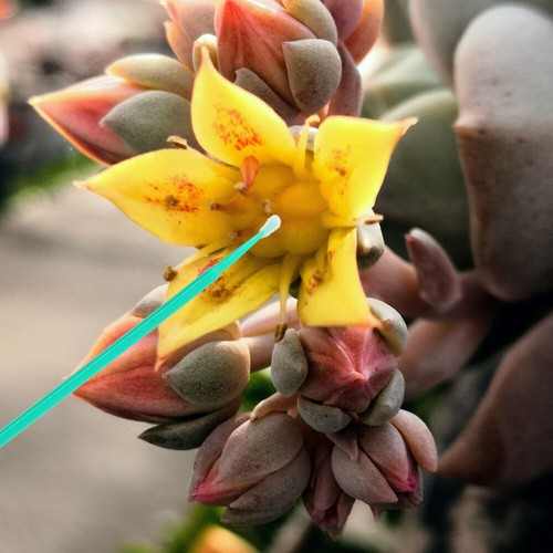100 Pcs Chalk Pen Indoor Plant Pollinator Brushes Manual Pollinating Tool - 第 5/12 張圖片