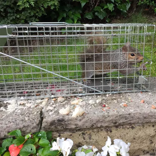 Humane Possum Feral Cage Cat Rabbit Bird Animal Dog Trap Hare Fox Live Catch AU - Picture 13 of 13