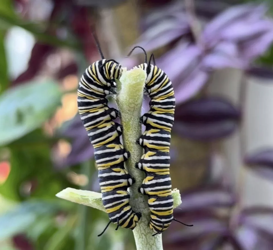 Oruga monarca, monarcas, oruga viva Foto 2 de 4