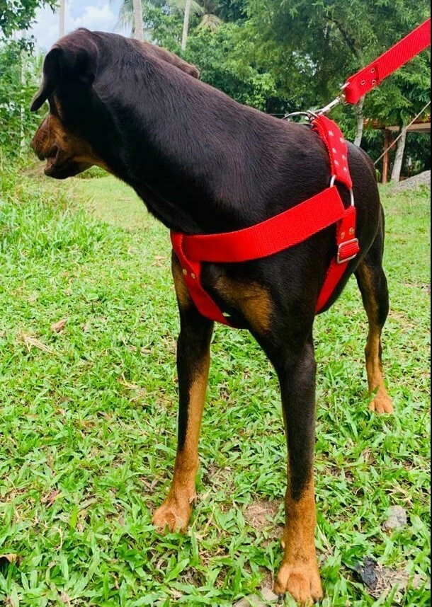 Dog Harness Pet New Nylon Durable Reflective Adventure Outdoor Safety Adjustable
