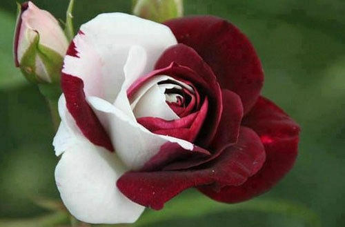25 Samen ROSA DES DICHTERS + GESCHENK - Bild 1 von 1