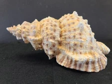 Frog Snail Shell Conch Horn Seashell Beach Ocean Decor 10" Tutufa Plaster Cast