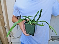 Rhipsalis Paradoxa Succulent