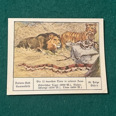 1930s Palmin  Most Expensive Animals In Zoos  SIBERIAN LIGER   SNAKE   LION Card