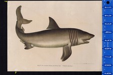 BASKING SHARK The northern (Nordic) Giant (Selache maxima)-1880 Color Lithograph