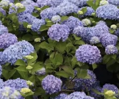 Endless Summer Hydrangea Flowering Deciduous Shrub Bare Root 12  Healthy