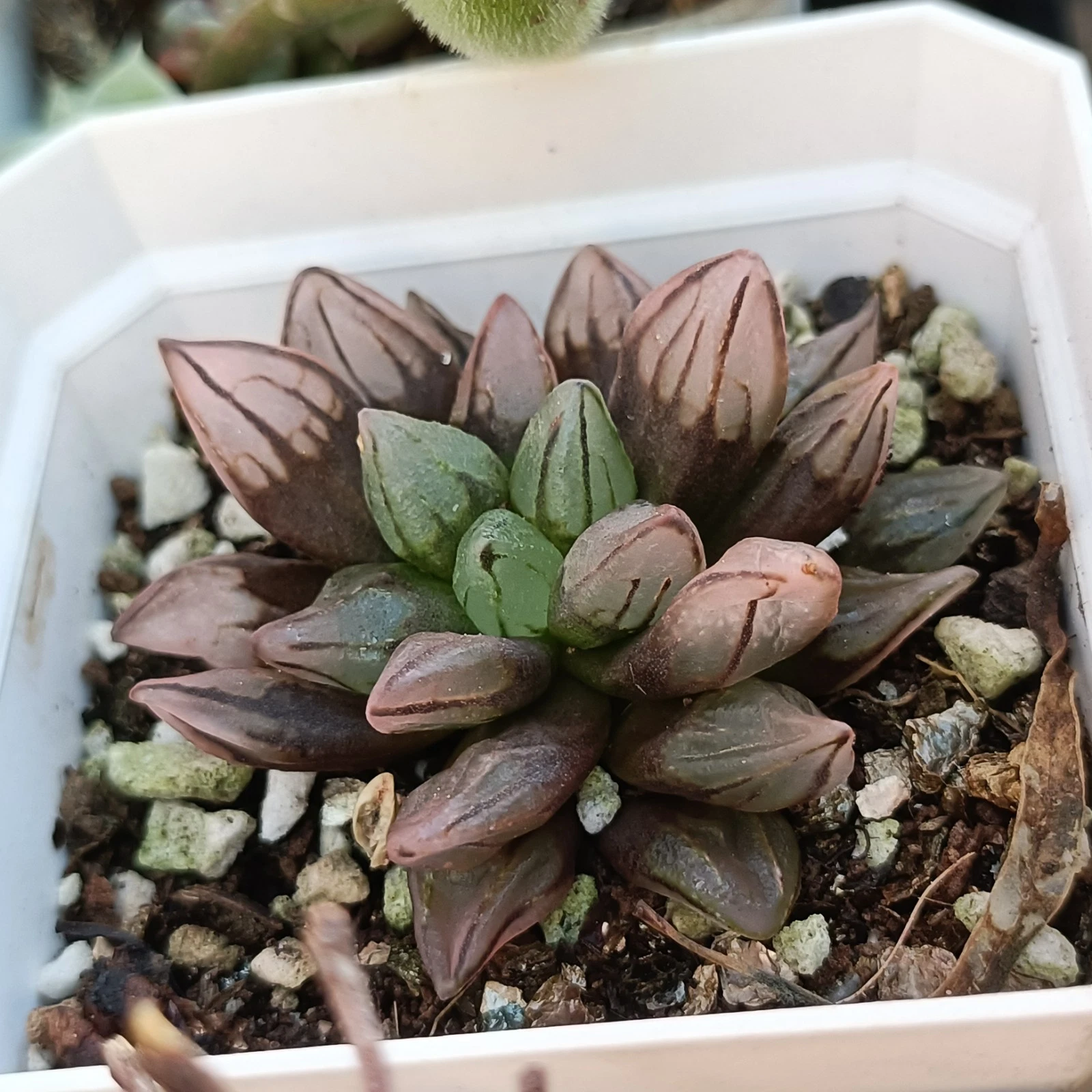 Haworthia bullet rare display in 7cm pot Succulent plant 61
Opens in a new window or tab