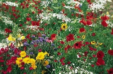 Wildflower Mix: Butterfly wildflower mixture Fresh Seed