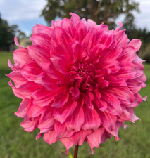 1 - Giant DinnerPlate ISLANDER Dahlia Bulb Tuber Clump  TROPICAL  U S Seller