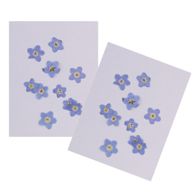 20 Stck. Natürliche Trockenblumen Vergissmeinnicht zum Selbermachen Handyhülle Harz Ornament