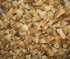 Cretaceous Mosasaur reptile tooth dinosaur age grade B decent specimen 1 per bid