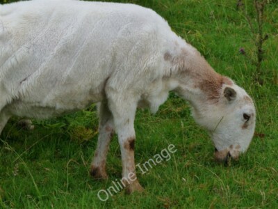 Photo 6x4 Shorn the Sheep! Dolgellau Someone was having a laugh when they c2009