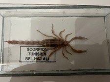 Skorpion Pr&auml;parate 2St&uuml;ck hinter Glas