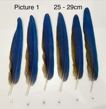 Parrot Macaw Feather Crafts DreamCatcher Jewellery Headdress Spiritual Quill Pen