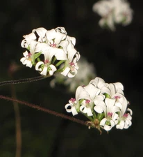 Pelargonium violiflorum FS plant, unique tuberous species