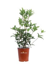 Pianta di Osmanto Osmanthus Fragrans Olea Fragrans cespuglio vero da esterno