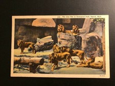 Old Vintage " The LION DEN in ZOO,Detroit,Michigan " Postcard Made in USA
