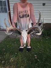 HUGE Wild 13pt 186+