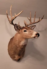  13 Point Whitetail Deer Shoulder Mount  Giant Rack  High Quality Trophy Boy 
