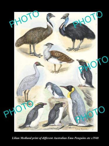 LILIAN MEDLAND VINTAGE PRINT OF AUSTRALIAN BIRDS 8x11 EMU PENGUIN BROLGA etc - Photo 1/1
