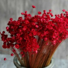 Natural Floral Branches Bouquet Colorful Dried Daisy Blossom Home Decoration Red