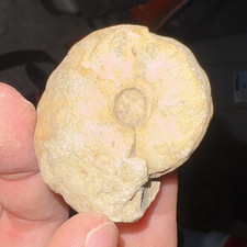 Spiral Ammonite Fossil Specimen - Coiled Shell Spiral Ammonite Fossil Small