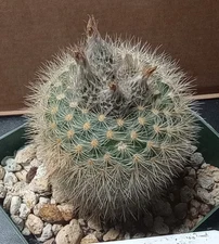 Frailea tenuissima Mini Self Pollenating Cactus 81