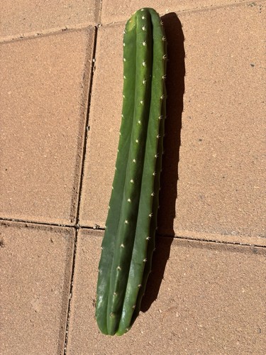 pachanoi columnar cactus 15” long by 2” wide