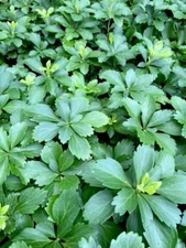 10 Pachysandra cuttings Japanese Spurge Ground Cover Evergreen Perennial