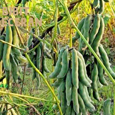 Semillas de frijol de terciopelo 1000++ semillas (Mucuna pruriens) para plantar
