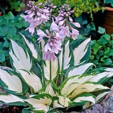 Hosta FIRE & ICE in a 2 Litre Pot with Colour Care Label
