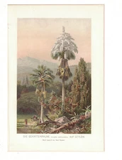 1898 Antique Chromolithograph Shade Palm Trees Ceylon Sri Lanka Tropical