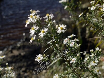Photo 6x4 White-flowered Sea Aster (Aster tripolium), Tyne riverside Ryto c2009