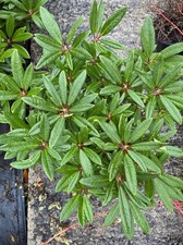 Rhododendron Tortoiseshell Orange 5 Litre Pot, Garden Plant, Established Shrub